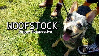 Woofstock Adventure: Cattle Dog's First Dog Event by FindRocket 300 views 5 years ago 1 minute, 32 seconds