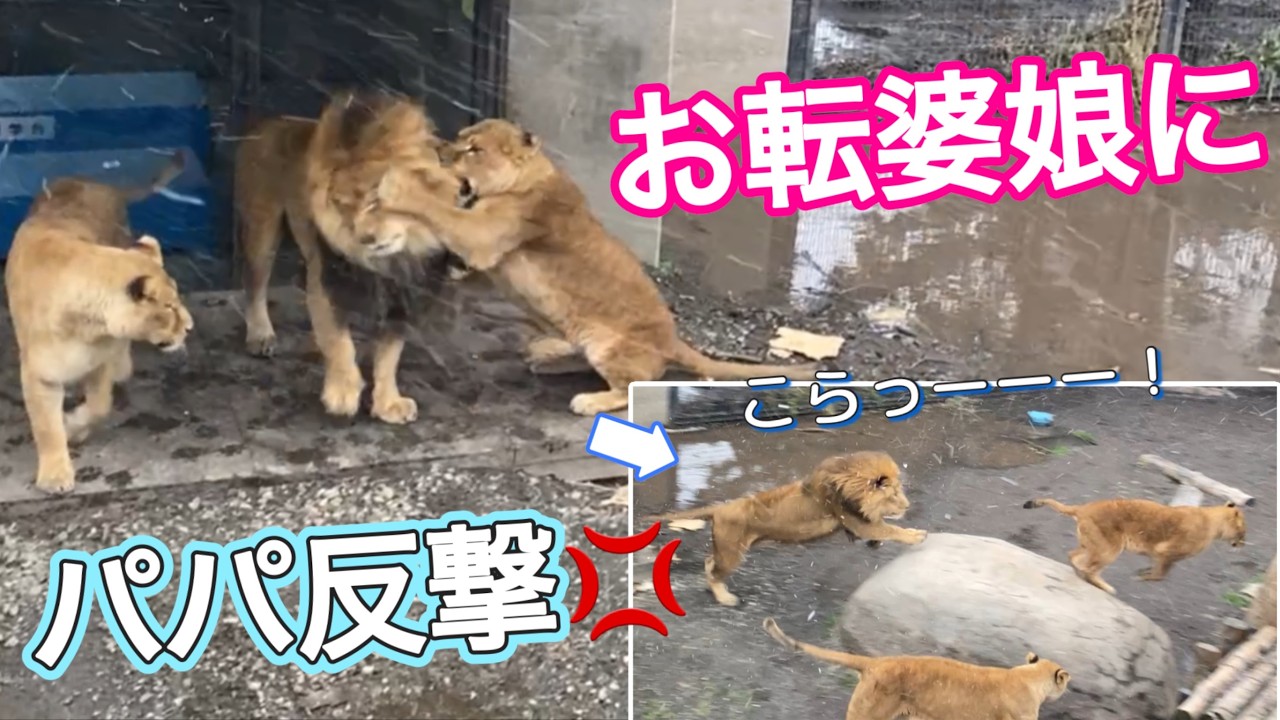 【旭山ライオン＆トラ】おもしろファミリー。お転婆娘＆かまってパパ。未公開映像映像。オリトイオ＆ザリアファミリーvol744lion tomboy&her attention-seeking dad