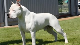 How To Know If You Have A Real American Staffordshire Terrier