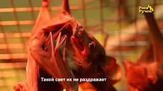 Египетская летучая собака, или нильский крылан Египетская летучая собака, или нильский крылан