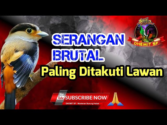 MASTERAN Burung Suara Kasar❗️Serangan Brutal Paling Ditakuti Lawan class=