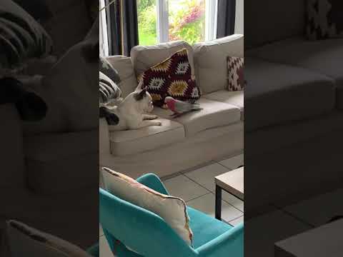 Bouledogue français et