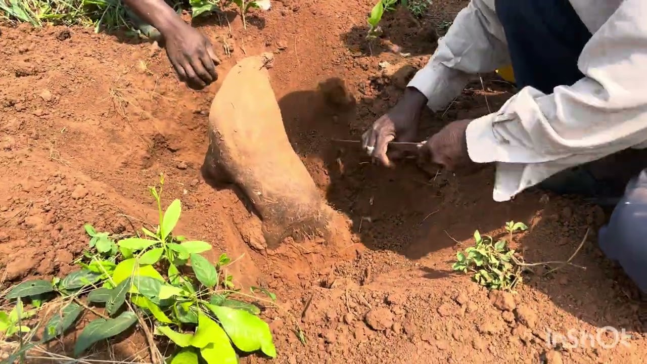 One Yam 👀👀one🇯🇲village 🇬🇭