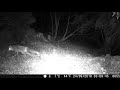 LOUPS en meute ou solitaire au piège photo (Tarentaise)