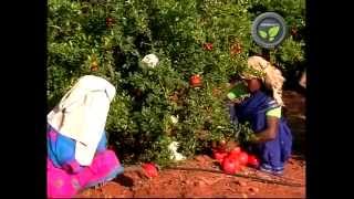 Pomegranate cultivation