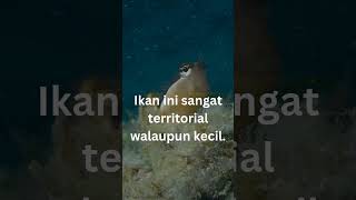 Ikan blenny