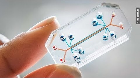Drug Testing With Microchip Organs: No Living Things Needed