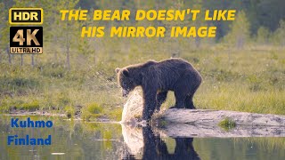 An angry bear does not like his reflection in the mirror and slaps it with his paw. 4K HDR