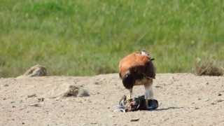 Geranoetus Polyosoma Aguilucho Variable 2Da Parte
