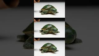 Baby Turtle Tube ASMR  | Realistic Jelly Turtle Sounds | Squishy & Relaxing ASMR Video #asmr #asmr