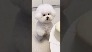 Dog Want Eat Cake#dog #shorts #shortvideo #subscribe #funny #clever
