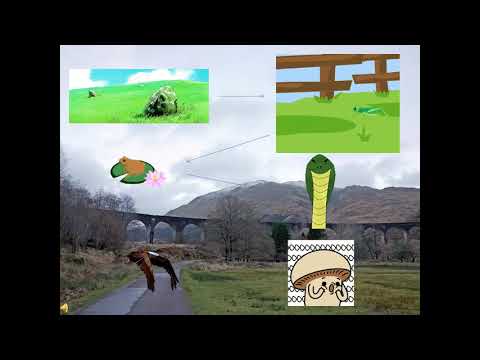 rantai-makanan-dan-jaring-jaring-makanan