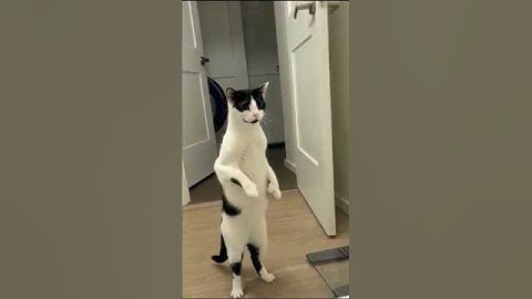 Just Wait 🤭😂#funny #comedy #cat #shorts #video
