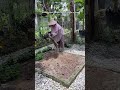 Mengolah media tanam bekas #berkebun #gardening #youtubeshorts