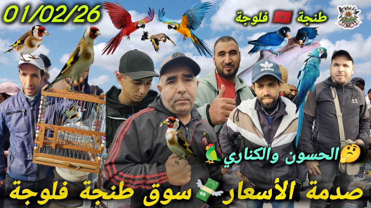 أرخص سوق طيور في شمال المغرب 🦜 جولة في فلوجة طنجة كناري والحسون بأسعار خيالية 🤯💰