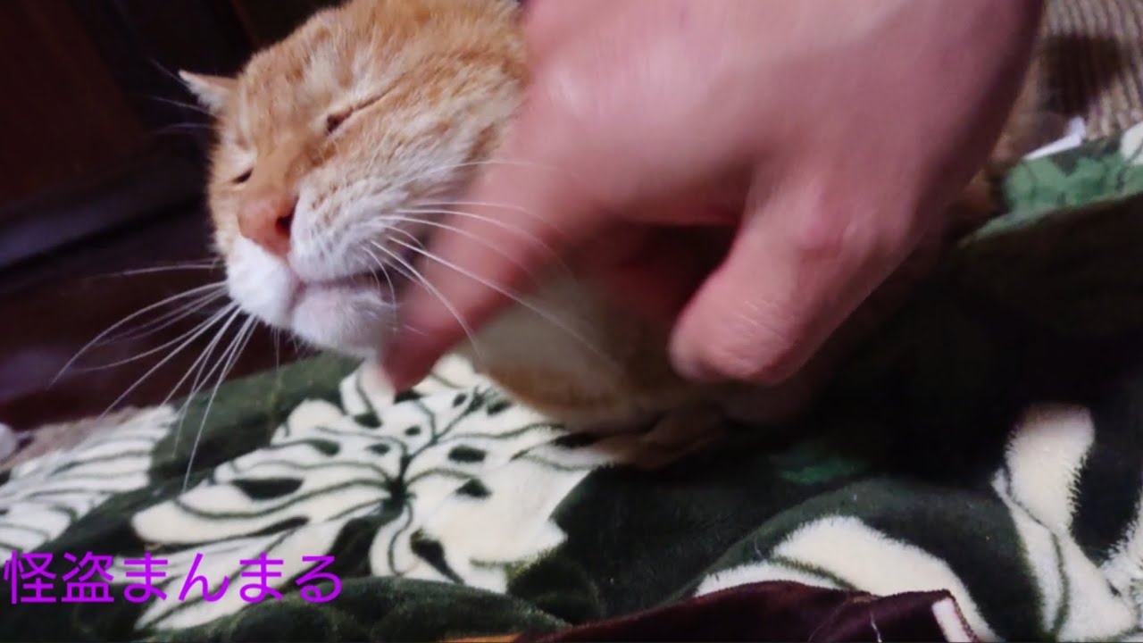 夕方の茶トラくんと黒猫さん🐾26/3/3