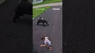 SEE IT: Heroic husky protects child from charging bear attack #foxnews #news #shorts #dog #animals