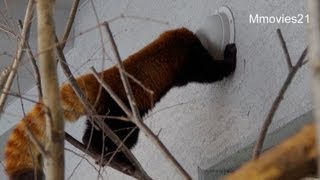 このアナなあに？　覗きこむレッサーパンダ〜Red Panda looked into the hole