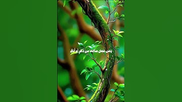 قرآن الكريم 😌 #قرآن #اكسبلورر #duet #اكسبلورفولو #دويتو #اكسبلور #حالات_واتس #فولو #راحة_نفسية #قران