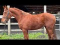 Spotify 2020 warmblood cross gelding