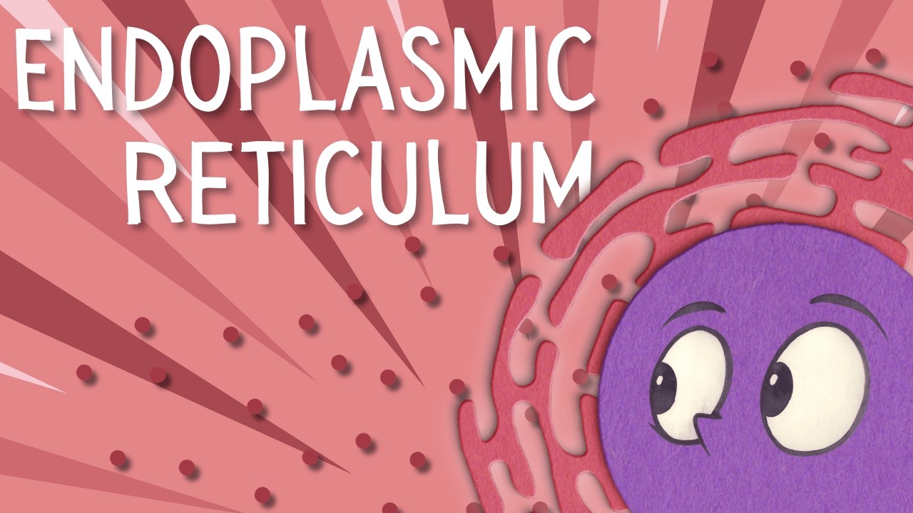 Endoplasmic reticulum: Structure and function