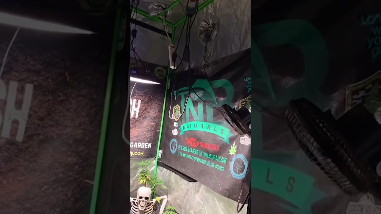 toad_grows420 - Hey folks....Here's a great collab with @dthebudguy and @tnbnaturals @teamurbangro