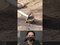 animalstory#wildanimals