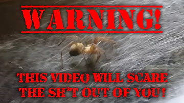 CAN YOU WATCH THE FLY for 30 secs WITHOUT BLINKING? YOU
