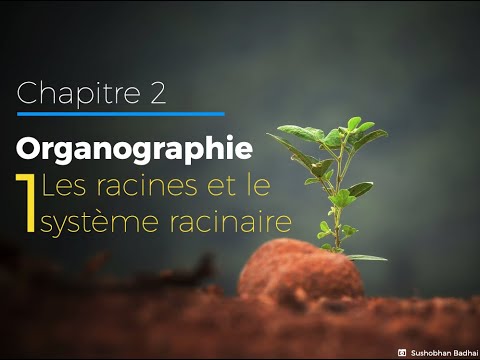 2 1 Les Racines Organographie