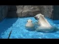 Lara the polar bear and her cub are treated to live fish, at Sapporo Maruyama Zoo, Japan