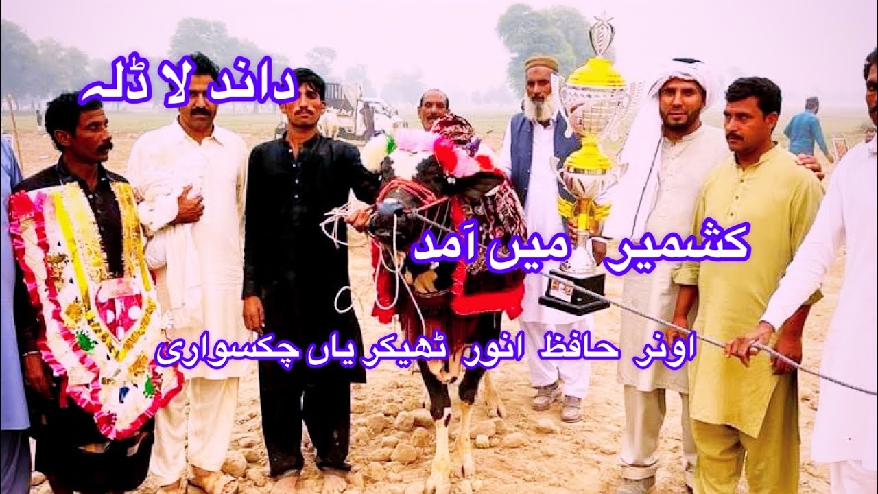bull-race-jhelum-bull-race-multan-youtube