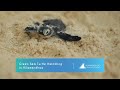 Green Sea Turtle Hatchling in Vilamendhoo