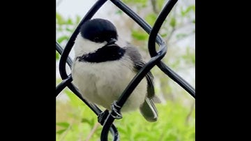 How to Identify Black-capped Chickadee by it’s Song and Call