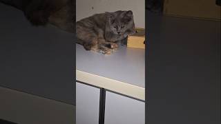 Olimpia Kediler Tuhaf Yerlere Yatmaya Bayılıyor.