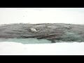 Белухи резвятся в ледовом плену на Чукотке