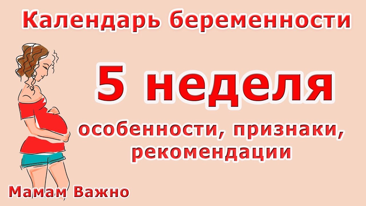 5 неделя беременности: особенности, изменения, рекомендации