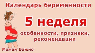 Пятая |5| неделя беременности: особенности, изменения, рекомендации Пятая |5| неделя беременности: особенности, изменения, рекомендации