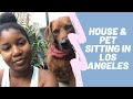 A Day In The Life of A Pet Sitter & House Sitter in Los Angeles