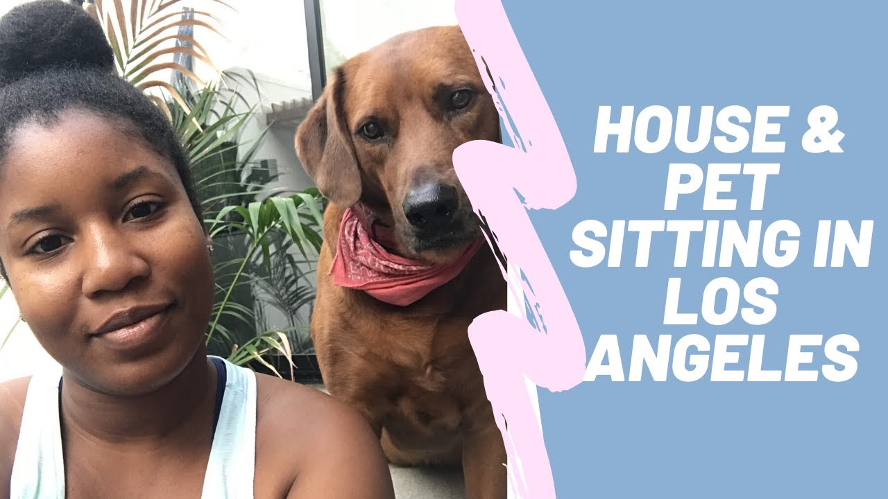A Day In The Life Of A Pet Sitter House Sitter In Los Angeles YouTube A Day In The Life Of A Pet Sitter House Sitter In Los Angeles YouTube