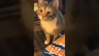 You want some chips? #cat #catmemes #viral #meme #thetuberalliance