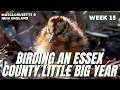 VERY RARE White-faced Ibis and Freshly Hatched WOODCOCK Baby Chicks | Essex County Little Big Year