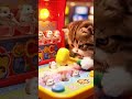 ミニチュア猫🐈もぐらたたき🐾Miniature Cat 🐈 Whack-a-Mole #catasmr #cat #asmr