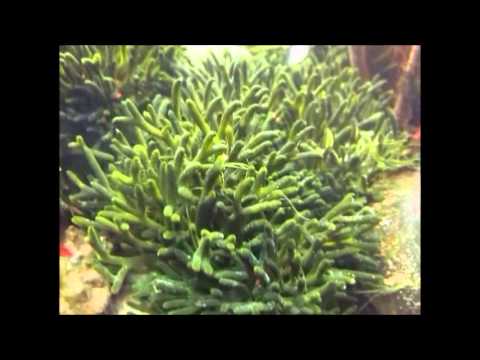 acquario di alghe - YouTube