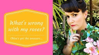 Celebrity What's wrong with my roses? // Rose Pest & Disease Problem Solver // The Gardenettes Net Worth