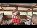 How I Multiply My Goats Like Crazy Without Buying a Single New One!
