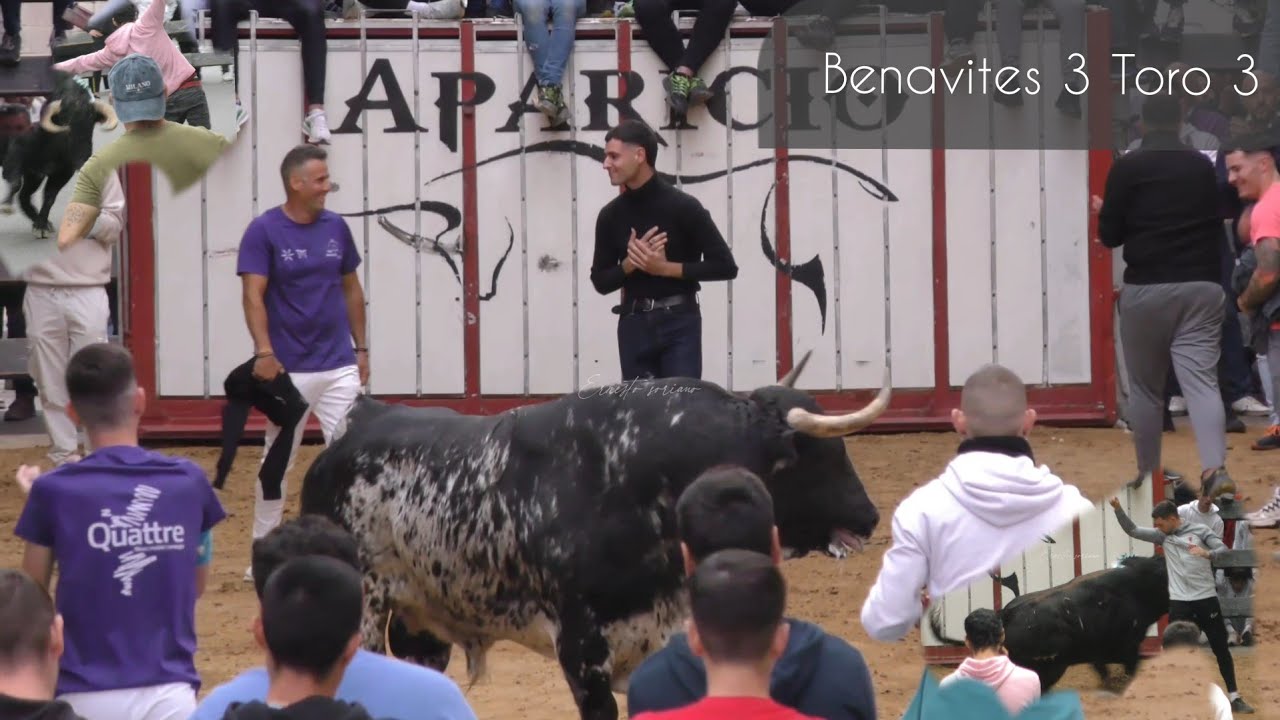 Benavites 3 Toros Bravos  - 15 de Noviembre 2025 , Siguenos para mas Novedades