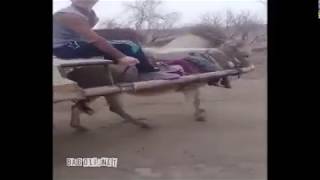 Eşeğe El Freni Yapmak