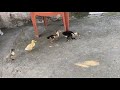 ÖRDEKLER LE YAKALAMAÇ OYNAMAK Mİ??KİM 🏅 KAZANDI ACABA…