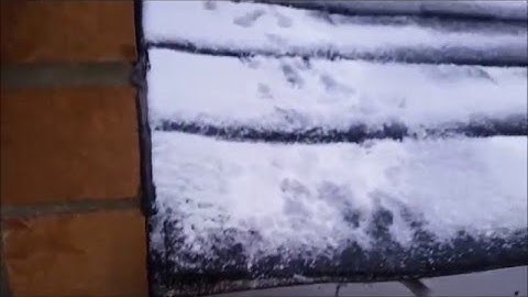 Red Squirrels in the Attic