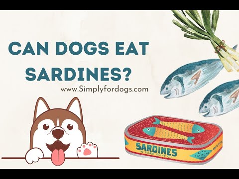 Video: Kunnen honden sardines hebben?